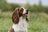 SPRINGER SPANIEL 097